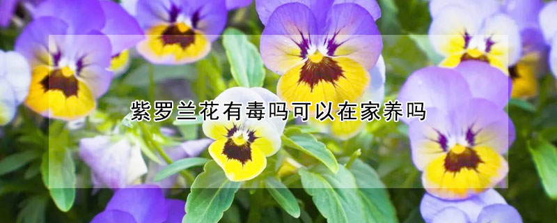 紫羅蘭花有毒嗎可以在家養(yǎng)嗎