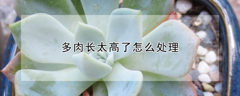 多肉長(zhǎng)太高了怎么處理