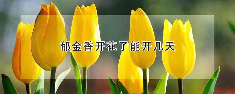 郁金香開(kāi)花了能開(kāi)幾天