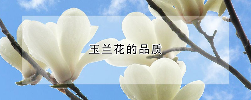 玉蘭花的品質(zhì)