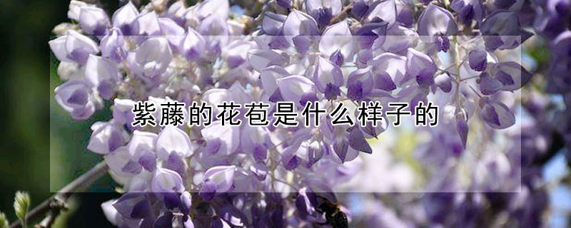 紫藤的花苞是什么樣子的