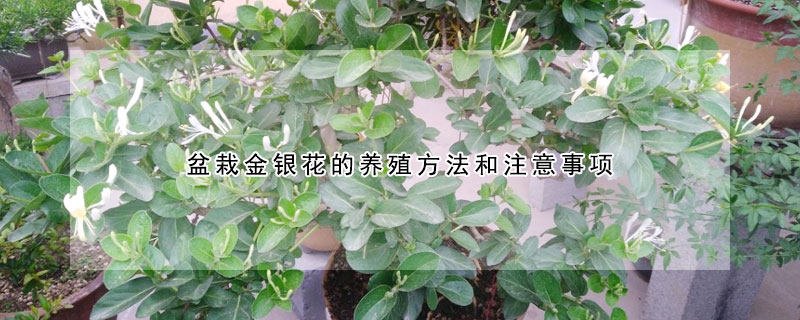 盆栽金銀花的養(yǎng)殖方法和注意事項(xiàng)