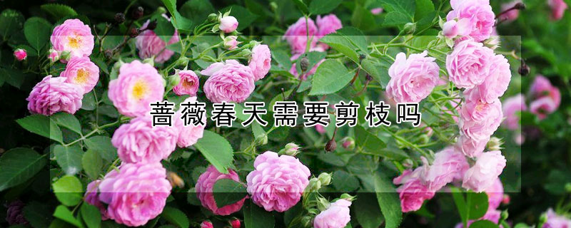 薔薇春天需要剪枝嗎