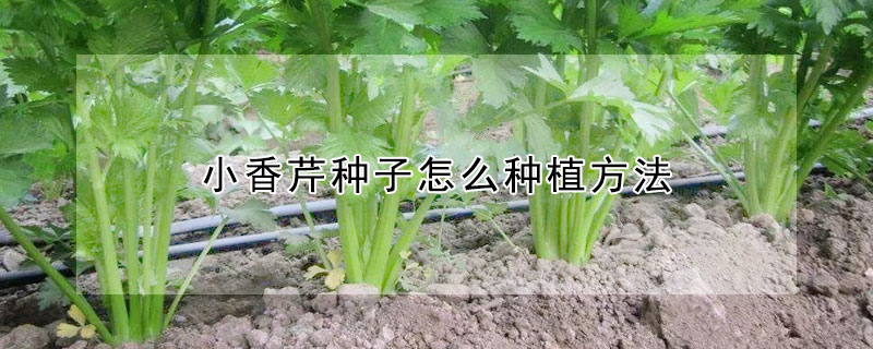 小香芹種子怎么種植方法