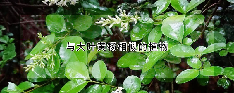 與大葉黃楊相似的植物