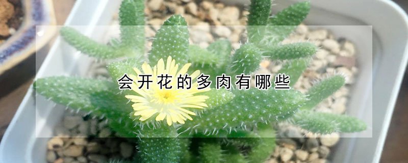 會(huì)開(kāi)花的多肉有哪些