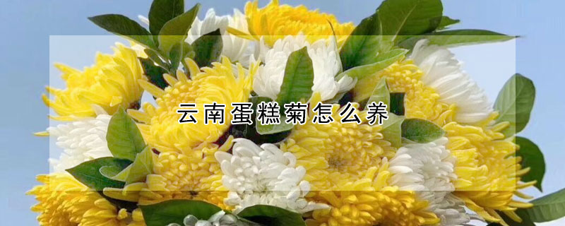 云南蛋糕菊怎么養