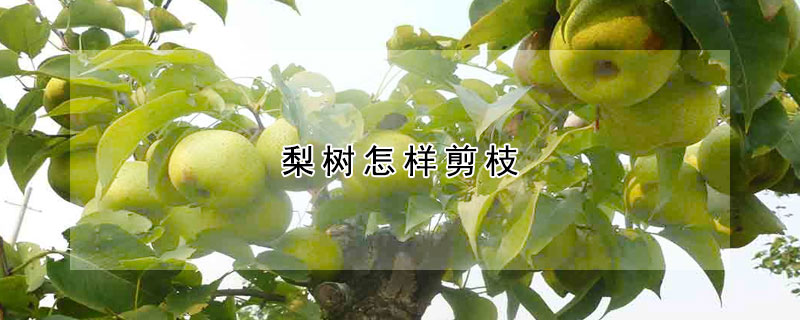 梨樹(shù)怎樣剪枝