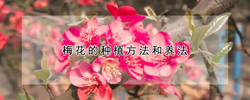 梅花的種植方法和養(yǎng)法