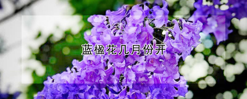 藍楹花幾月份開