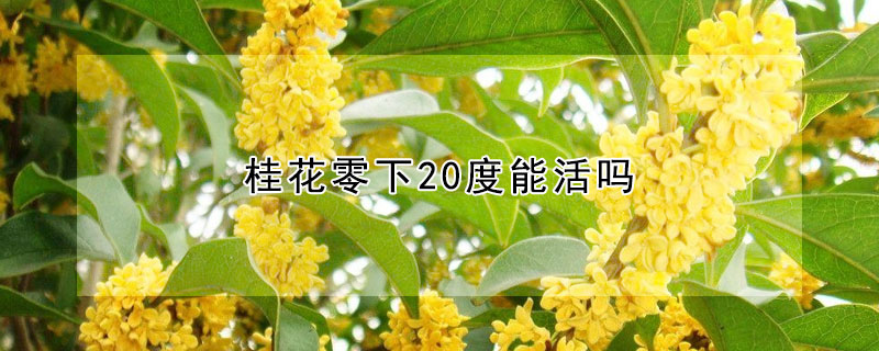 桂花零下20度能活嗎