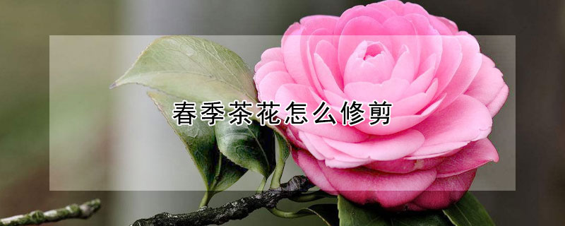 春季茶花怎么修剪