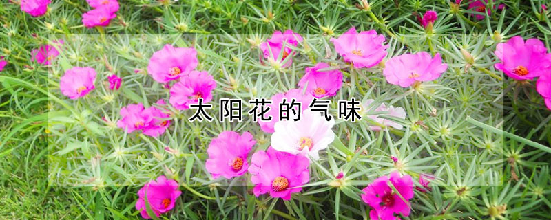 太陽花的氣味