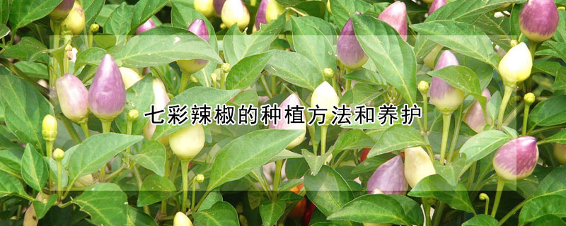 七彩辣椒的種植方法和養(yǎng)護(hù)