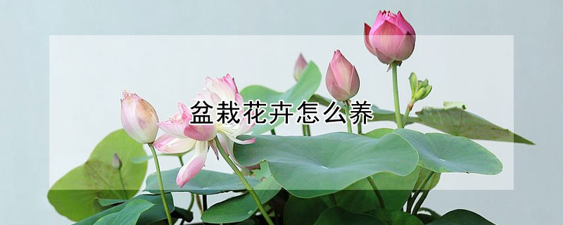 盆栽花卉怎么養