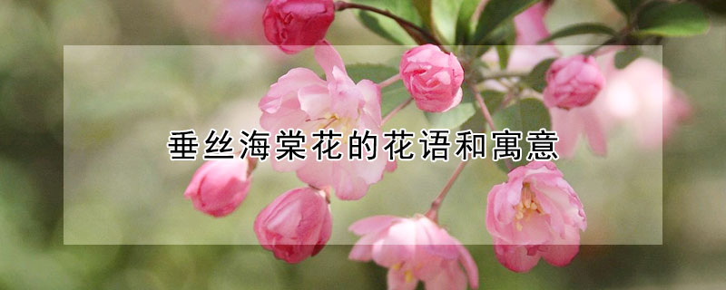 垂絲海棠花的花語(yǔ)和寓意