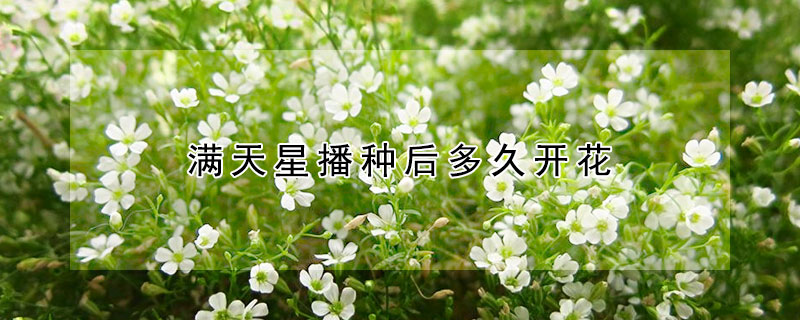 滿天星播種后多久開花