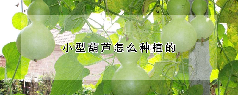 小型葫蘆怎么種植的