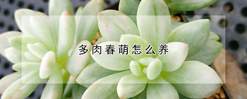 多肉春萌怎么養(yǎng)