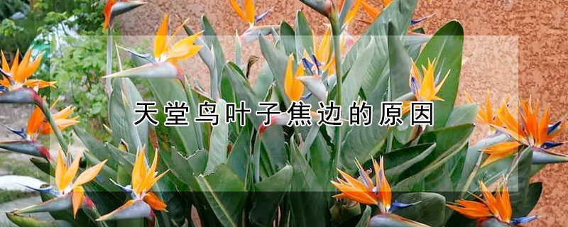 天堂鳥葉子焦邊的原因