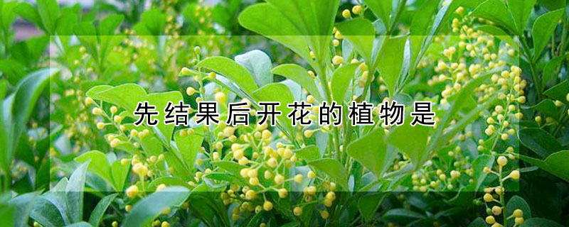 先結果后開花的植物是