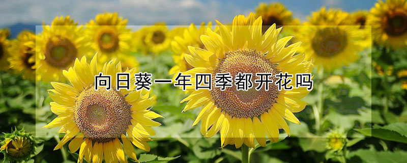 向日葵一年四季都開花嗎