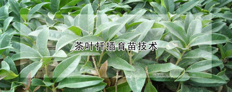 茶葉扦插育苗技術(shù)