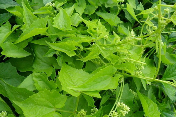 植物為什么會變綠