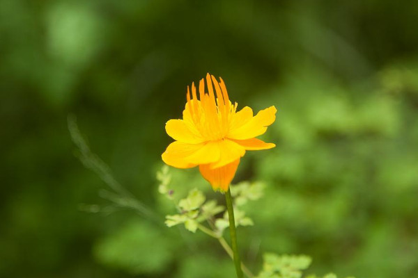 金蓮花的養殖方法和注意事項