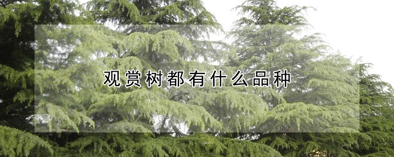 觀賞樹都有什么品種