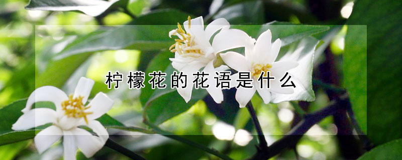 檸檬花的花語是什么