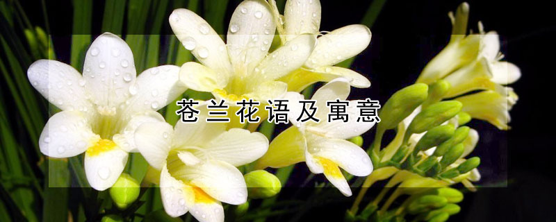 蒼蘭花語(yǔ)及寓意