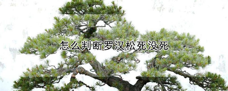 怎么判斷羅漢松死沒死