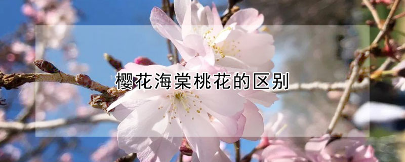 櫻花海棠桃花的區別