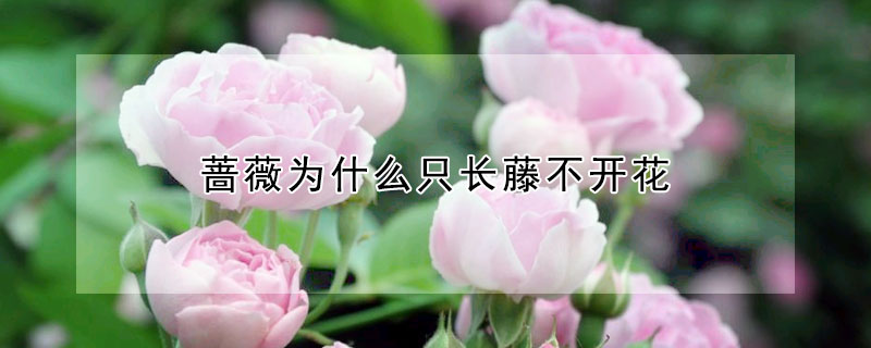 薔薇為什么只長藤不開花