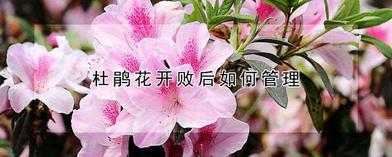 杜鵑花開敗后如何管理