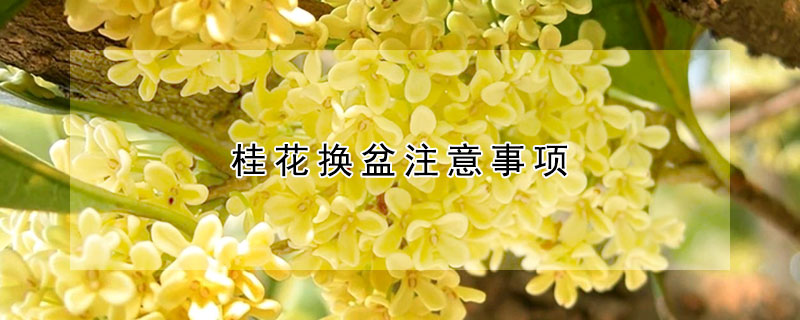 桂花換盆注意事項(xiàng)