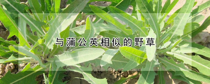 與蒲公英相似的野草