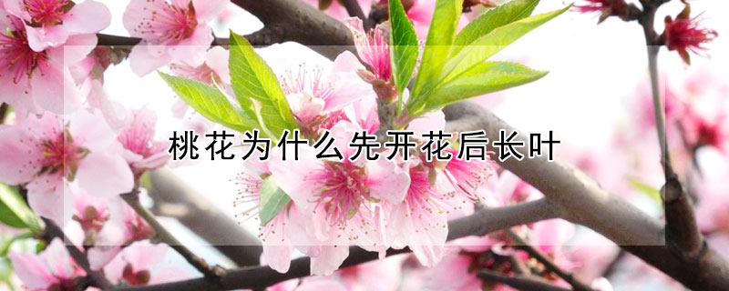 桃花為什么先開花后長(zhǎng)葉