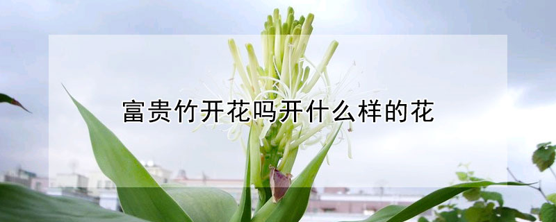 富貴竹開花嗎開什么樣的花