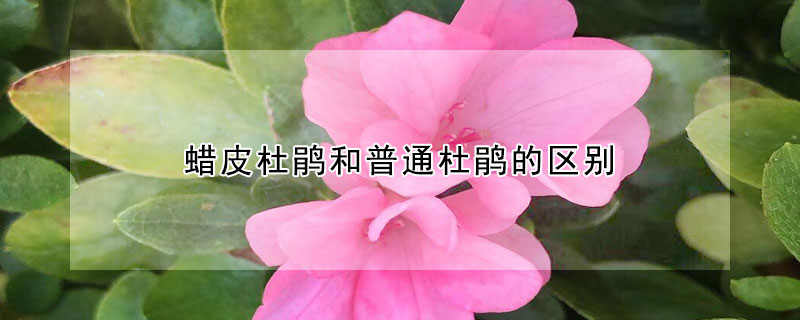 蠟皮杜鵑和普通杜鵑的區(qū)別