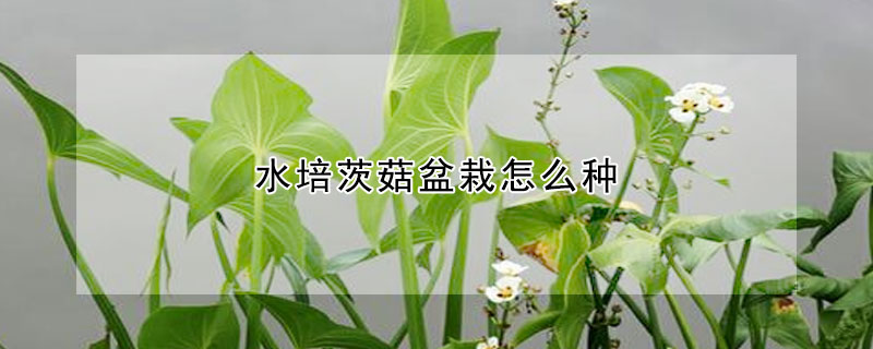 水培茨菇盆栽怎么種