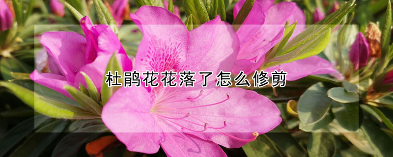 杜鵑花花落了怎么修剪