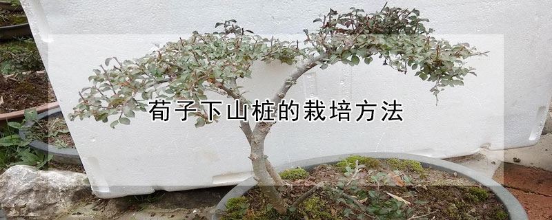 荀子下山樁的栽培方法