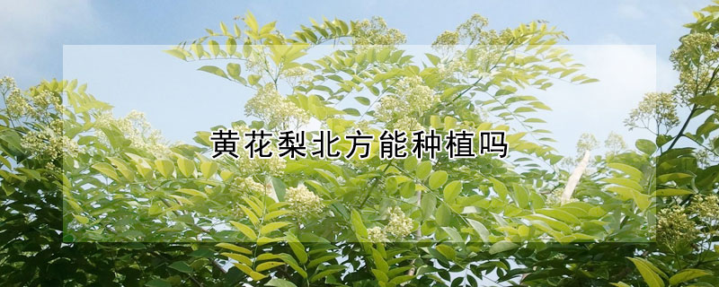 黃花梨北方能種植嗎