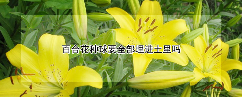 百合花種球要全部埋進土里嗎