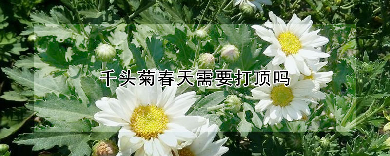 千頭菊春天需要打頂嗎