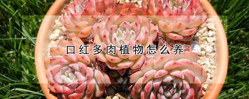 口紅多肉植物怎么養(yǎng)