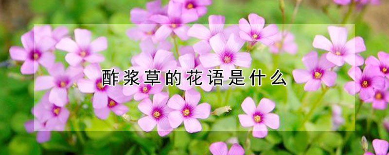 酢漿草的花語(yǔ)是什么