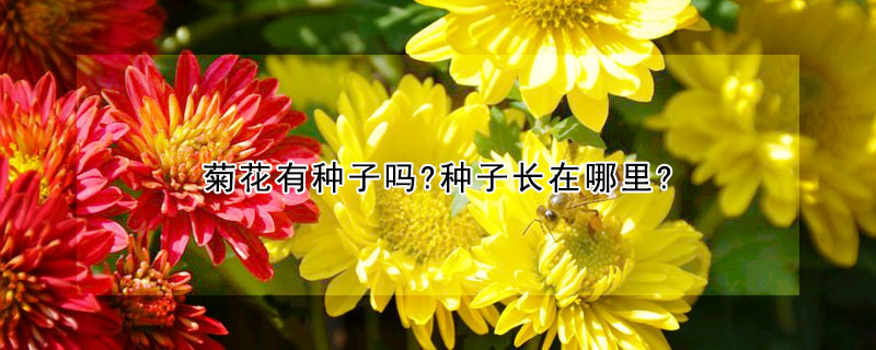 菊花有種子嗎?種子長(zhǎng)在哪里?